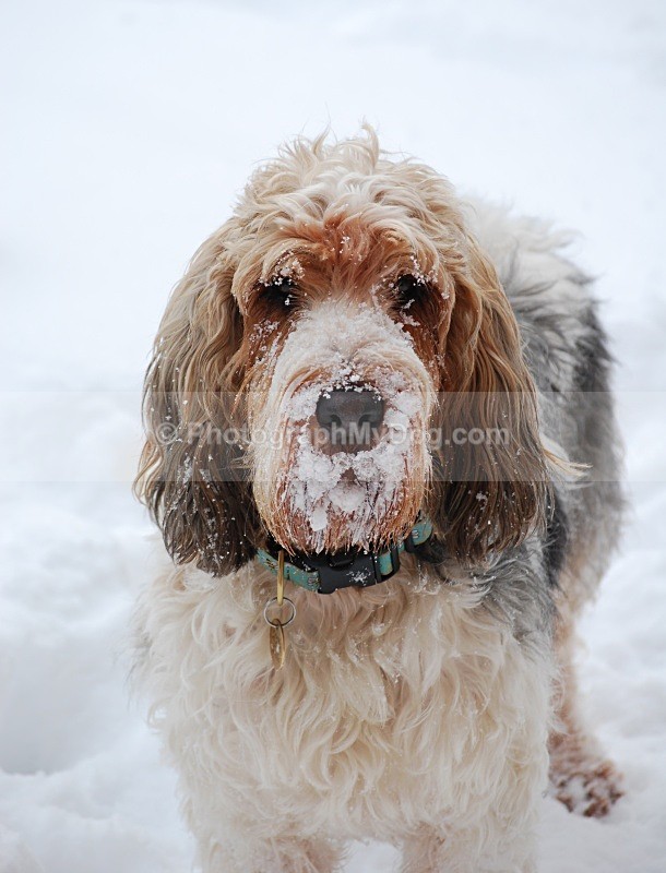 - Grand Basset Griffon Vendeen