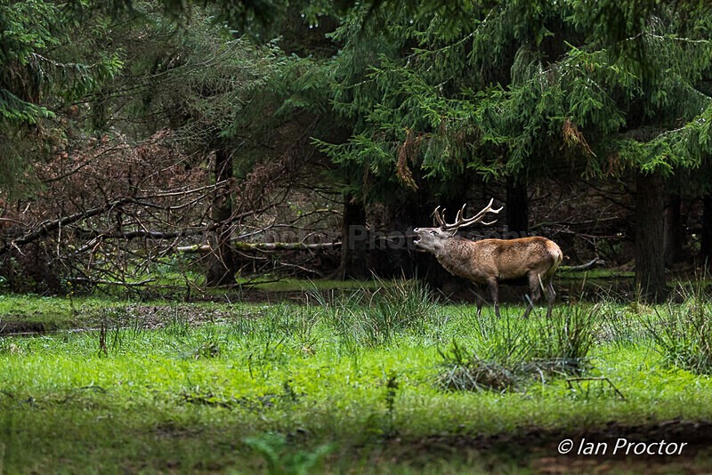 Noises from the Forest! - Red Deer Stag - Nature