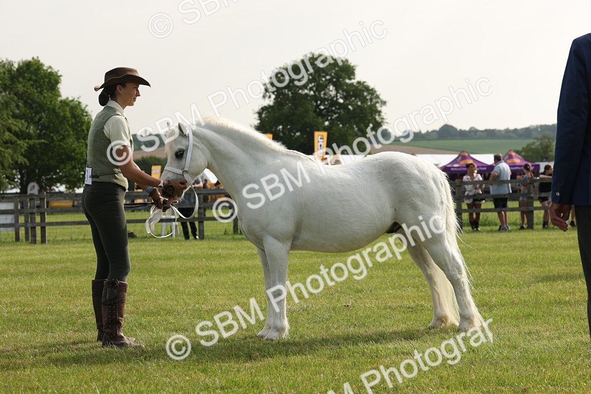 SBM_00568 - Class 6-13 - Mountatin and Moorland In Hand Welsh Breeds
