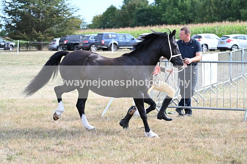 WJ7_8222 - In-hand Championship