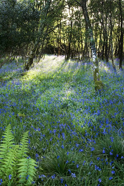 BLUEBELL WOOD 2 (Isle of Mull) - ISLE OF MULL LANDSCAPE PHOTOGRAPHY