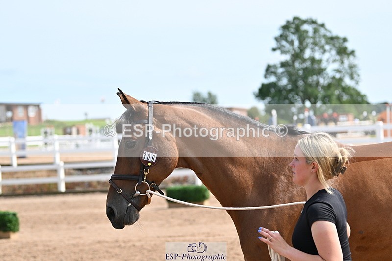 240717A-160229-03283 - Trot Up 4pm to 5pm