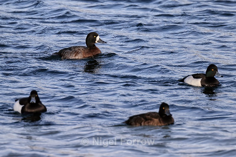 Scaup associating with Tufted Ducks, Farmoor Reservoir, Oxfordshire - Scaup