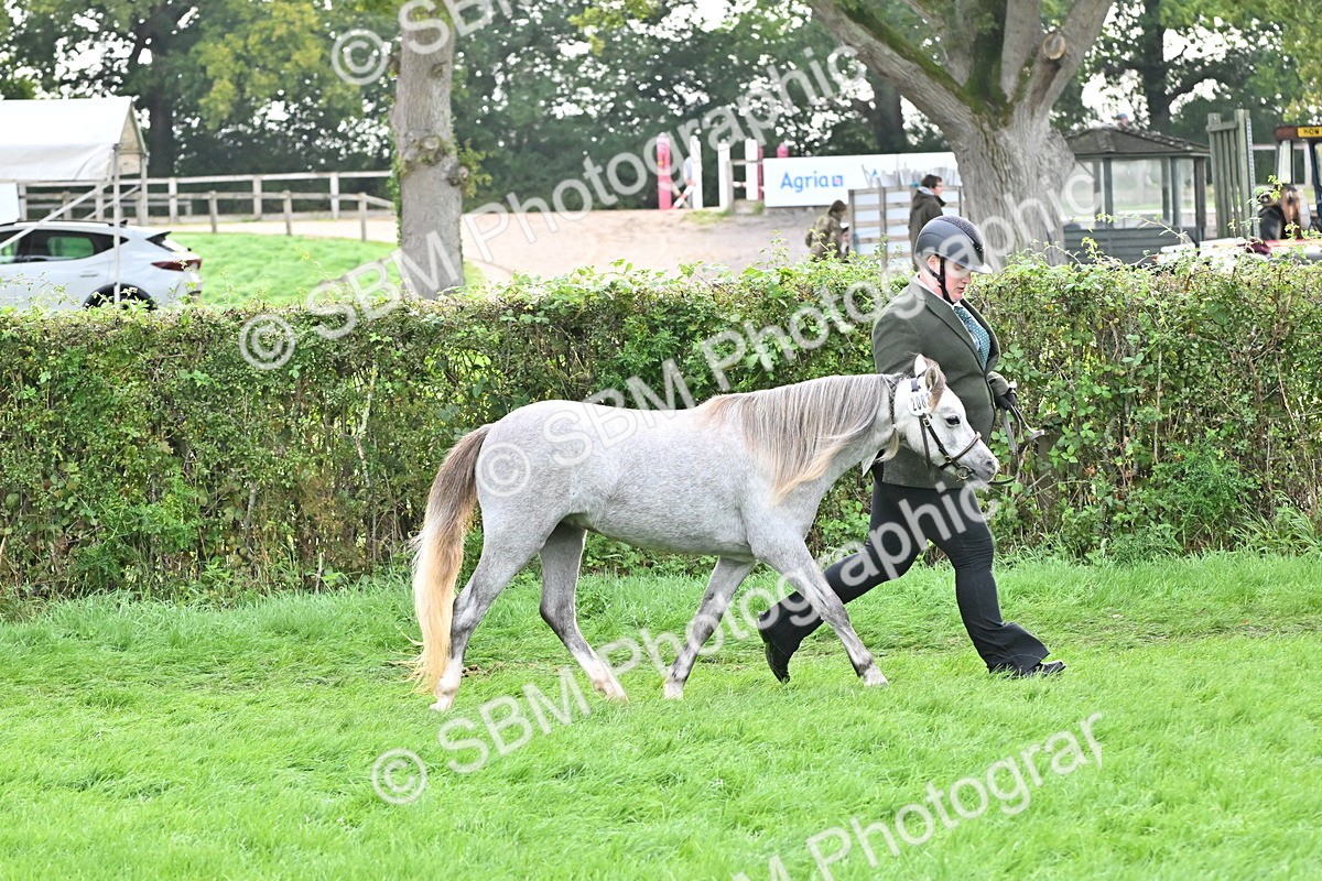 SBM_56913 - S45 - Coloured Pony In Hand