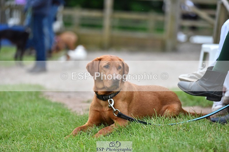 240523-194016-06613 - Candid and Saturday Hobby Horse