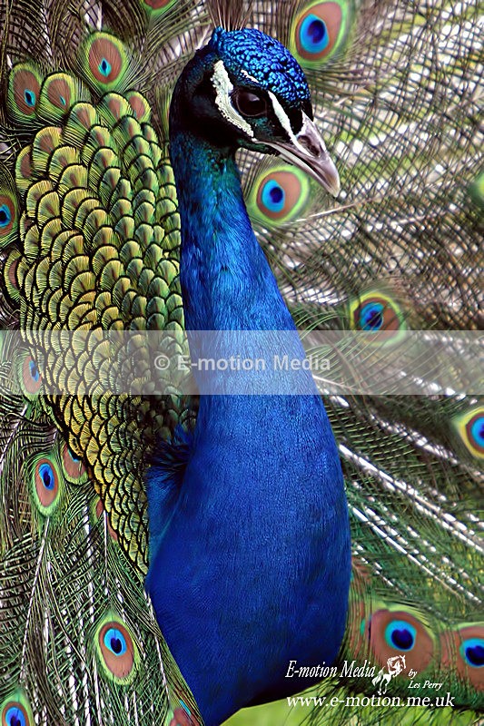 Peacock190404 031 - Nature