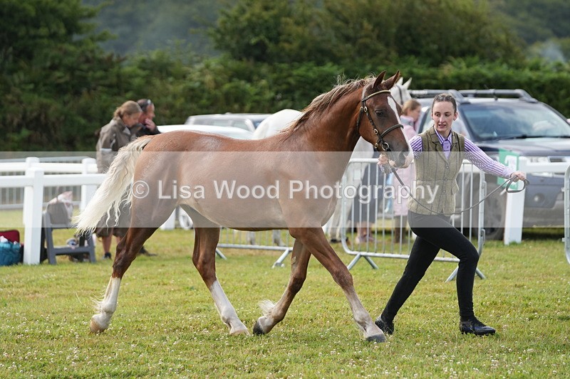 DSC04737 - Class 47: NPS M&M Yearling