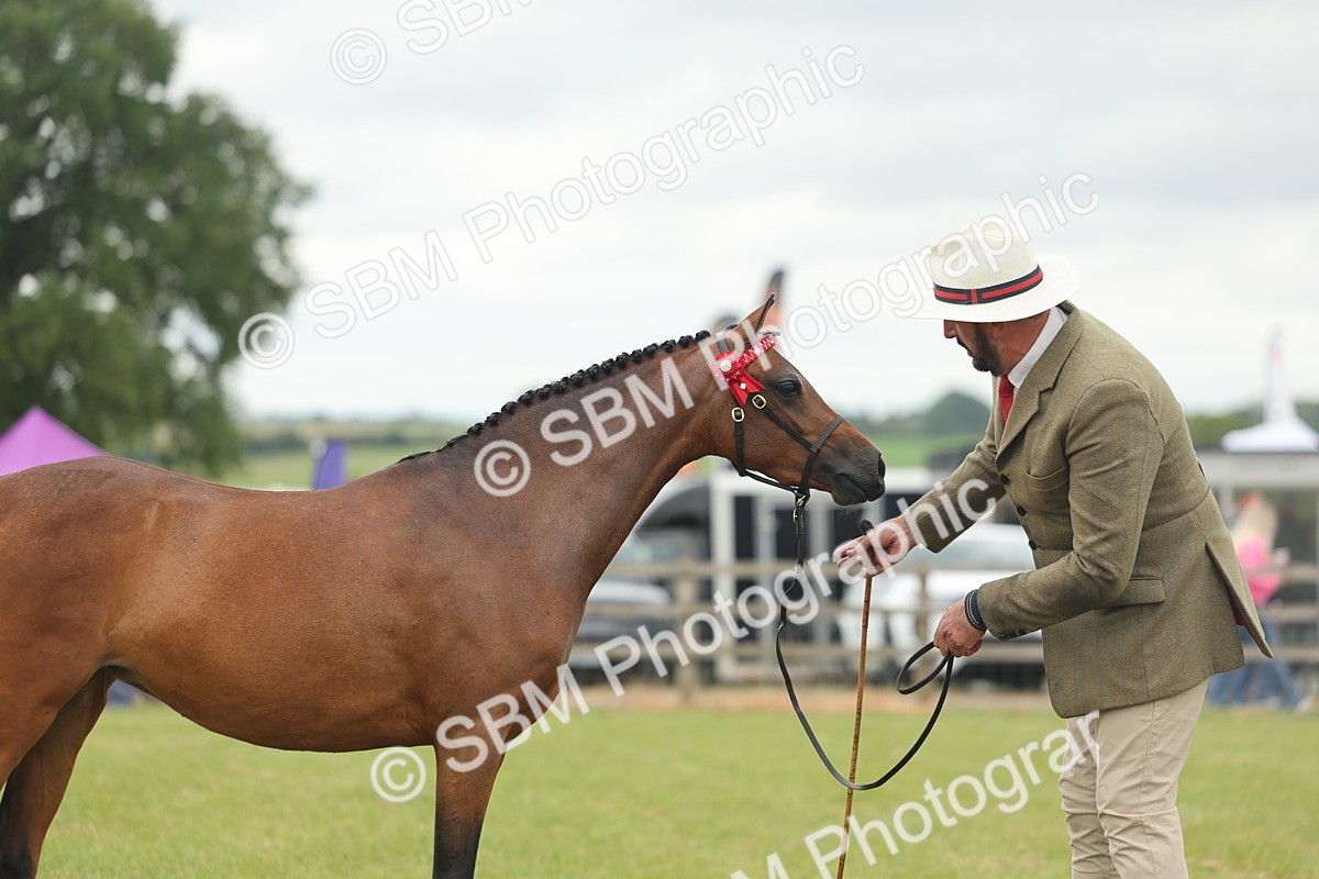 SBM_05436 - Class 68-73 - Riding Pony Breeding