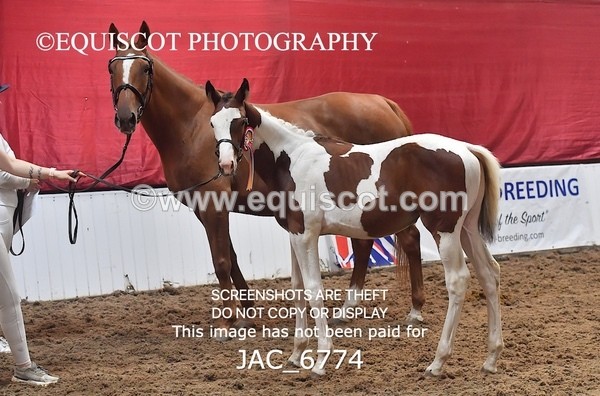 JAC_6774 - 15 Ziggy of Westoak
