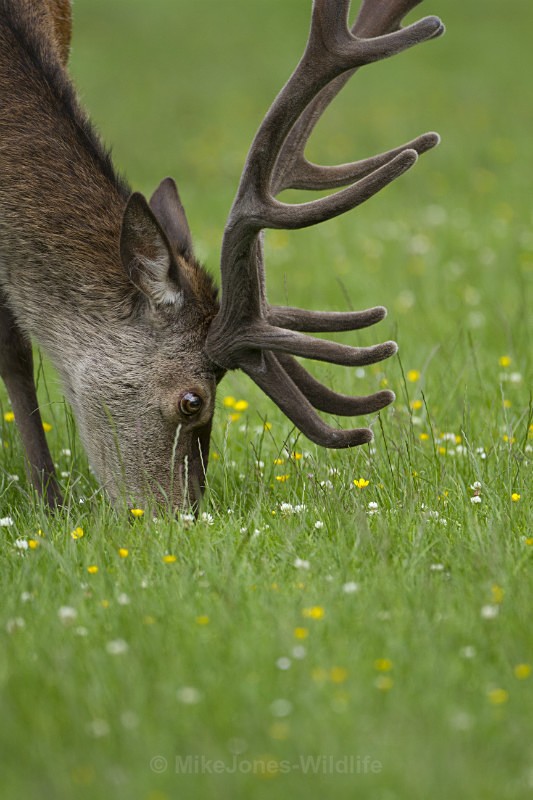 Red Deer, Isle of Mull - RED DEER