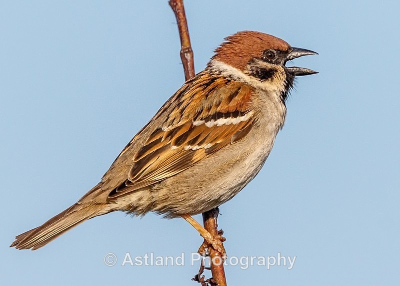 Astland Photography, Bird and Wildlife Images, Susan and Peter Wilson, U.K.