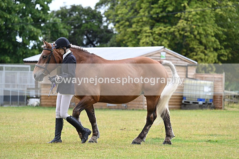 WJ7_6443 - Class 4a Prettiest Mare over 14hh