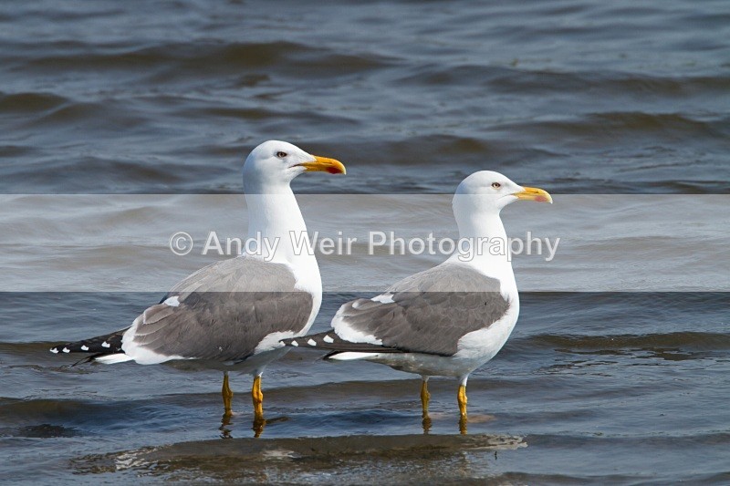 20110430-IMG_5227 - Lesser Black Backed Gull