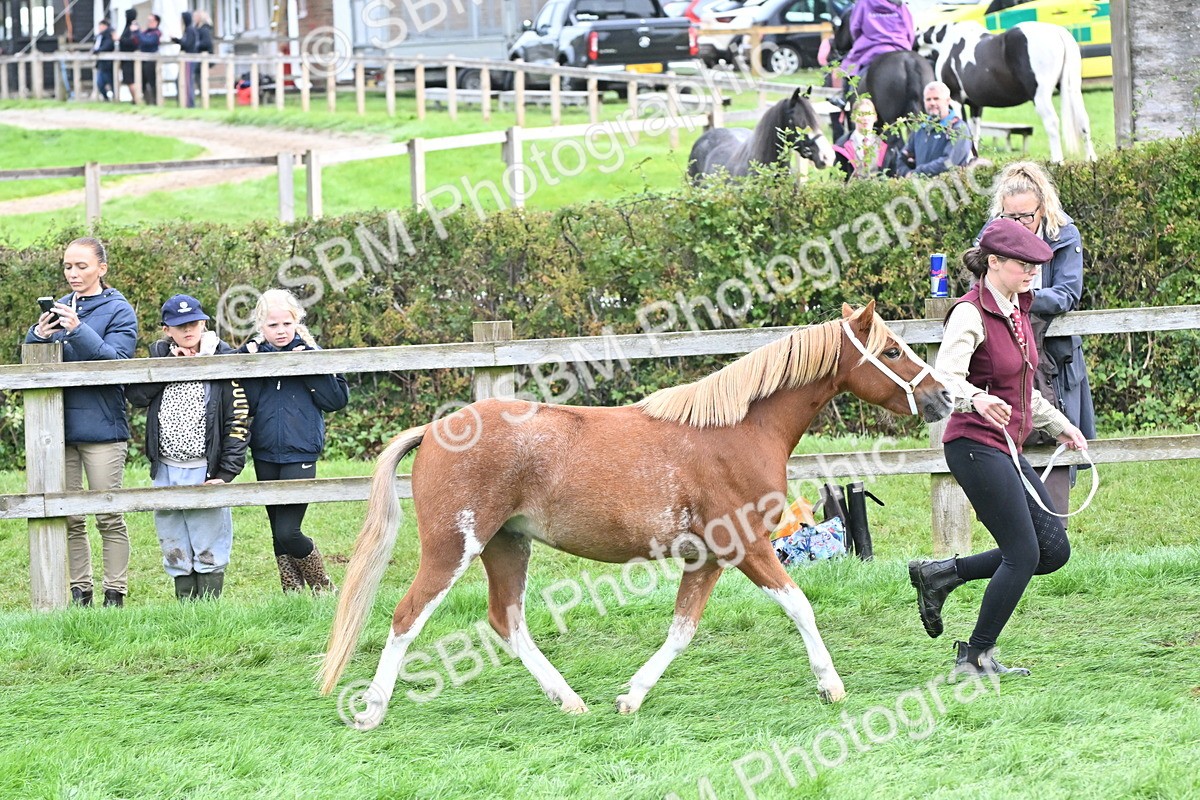 SBM_56926 - S45 - Coloured Pony In Hand