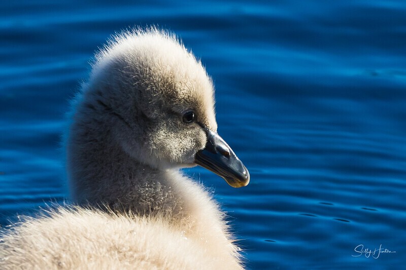 1 Portrait 0A3A6289 - Black Swans and cygnets