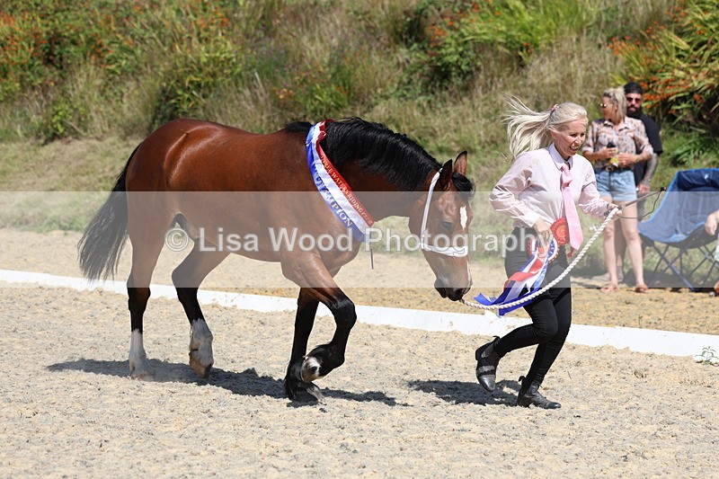 3E7A9978 - In Hand Championship