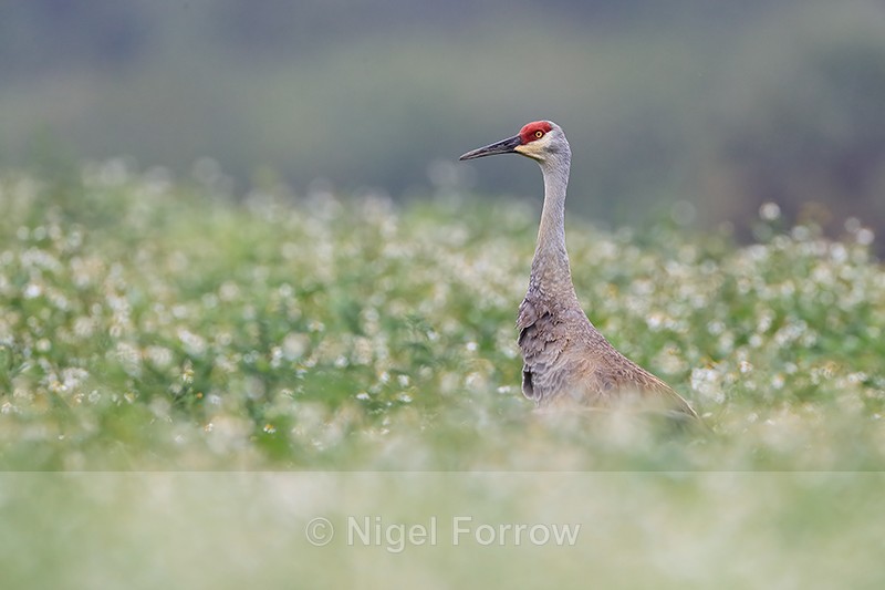 Sandhill Crane amongst flowering bushes, Harns Marsh, Florida - Sandhill Crane