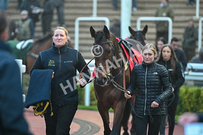 161124-Race 7-Paddock-Audacious Annie-1781 - Race 7