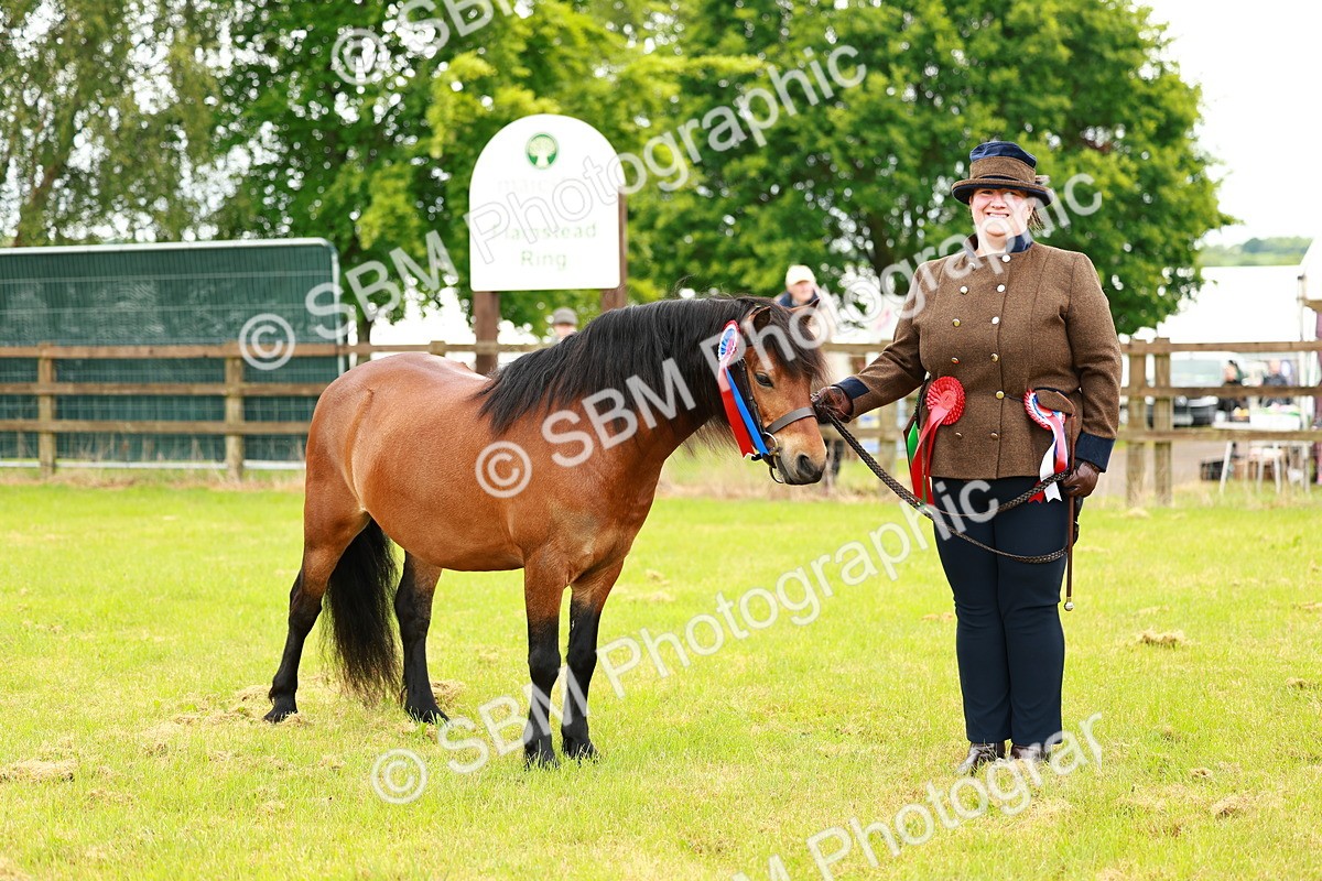 SBM_00319 - Class 58-67 - M&M Non Welsh Pony In hand