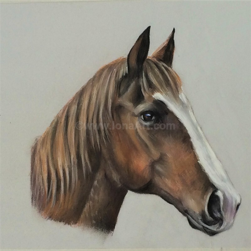  - Pet Portraits