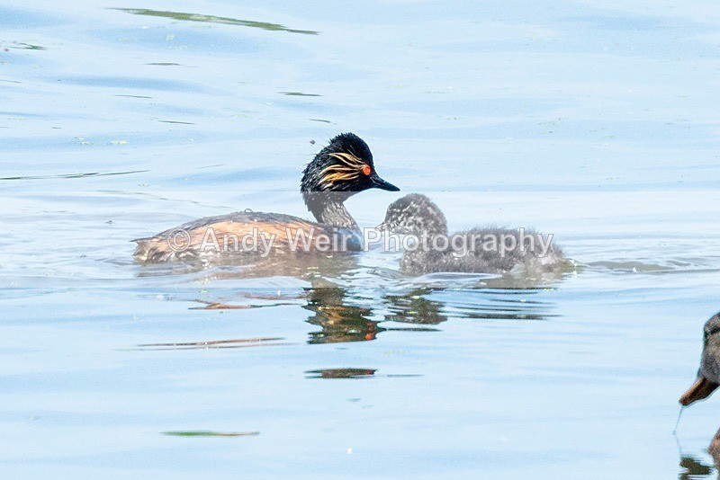 20180605-Woolston-8E0A9033 - Black-necked Grebe