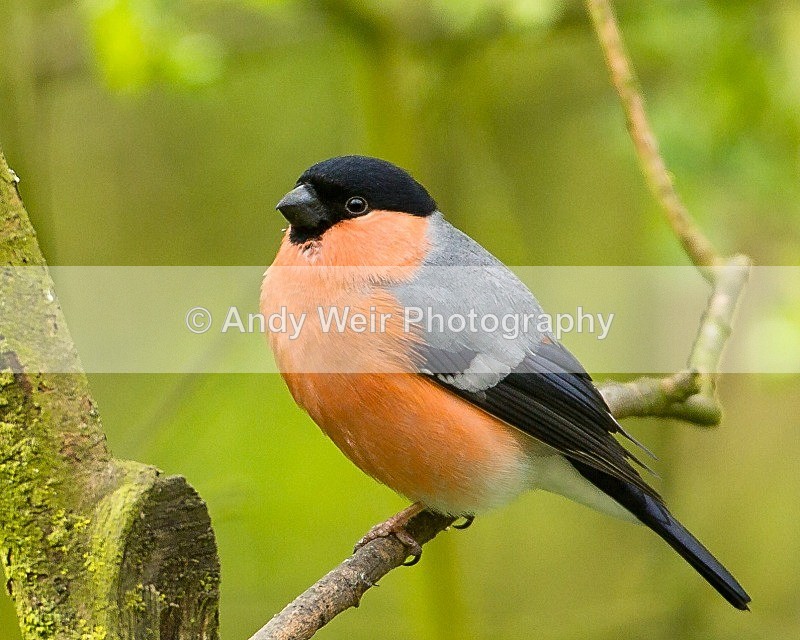 20120421-_MG_9636-1103 - Bullfinch