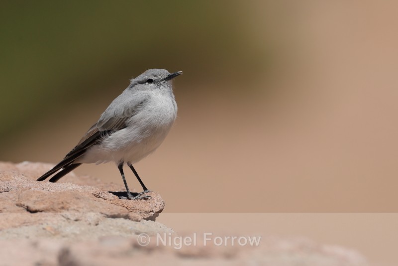 Rufous-naped Ground-Tyrant, side view, El Tatio, Chile - Rufous-naped Ground-Tyrant