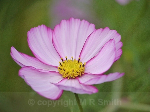 Pink Cosmos - MACRO & CLOSE UPS 2