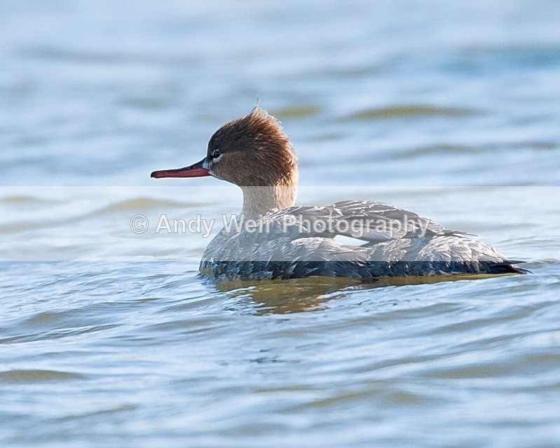 20090524-123 - Mergansers & Goosanders