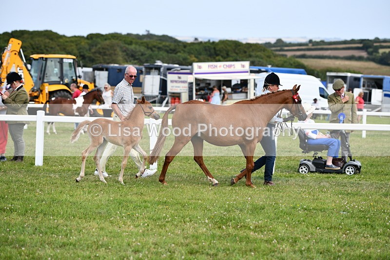DSC_8420 - Class 69: Pure, Anglo & Part Bred In Hand Arab