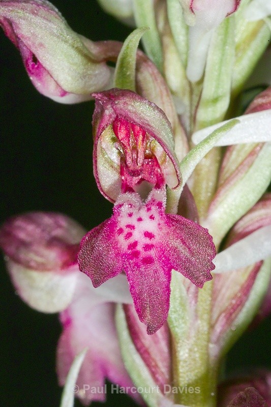  - Orchids - Orchis