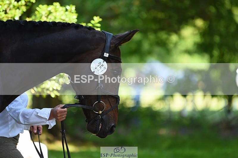 230524-153238-00343 - 357-VIVENDI_HERO-Saffron_Cresswell-WEDTrotUp+DR