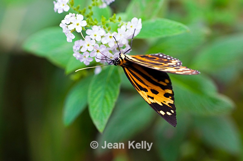 Harmonia Tigerwing butterfly - 4127 - Insects