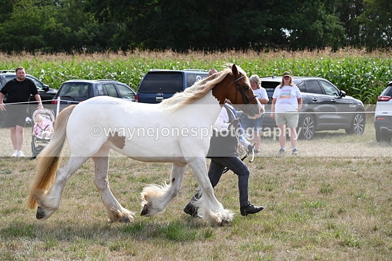 WJ6_6581 - Class 20 In-hand Cob