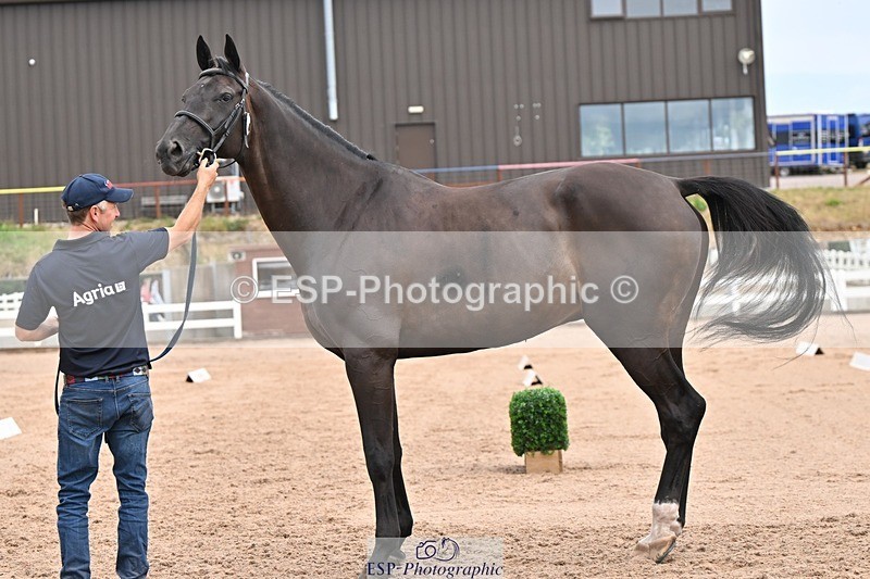 250716-152522-01929 - Trot Up 2.30 to 3.30