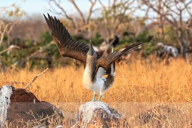 Blue-footed Booby courtship pose, North Seymour, Galapagos - Blue-footed Booby