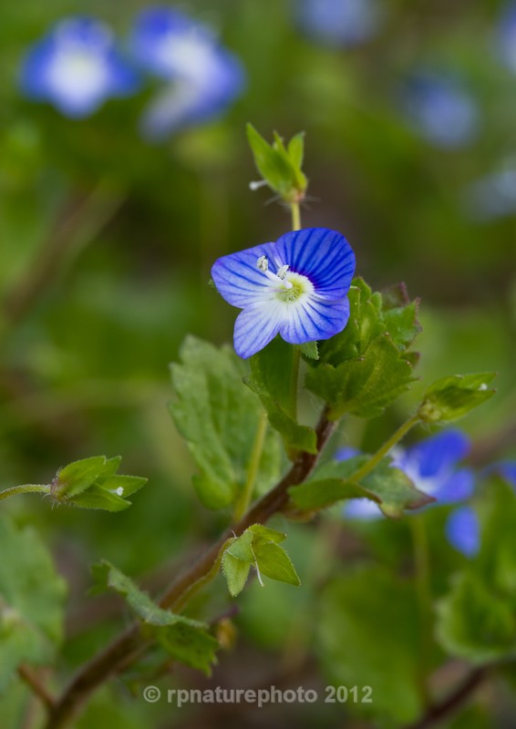 Common Field-speedwell - Veronica persica RPNP0027 - Flowers