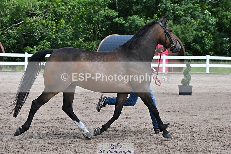 240718A-105246-01130 - Trot Up 12pm to 1pm