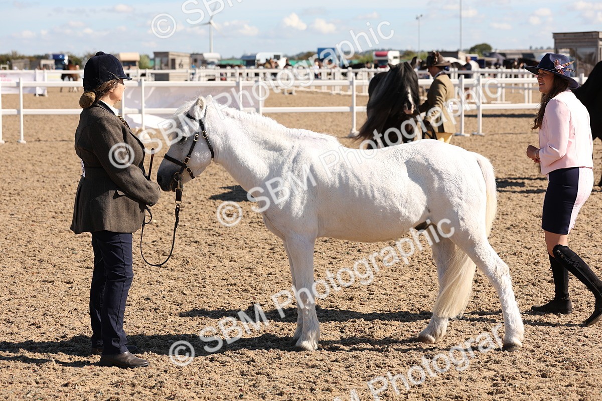 SBM_12937 - Class 206 - IH Non Show Type Pony