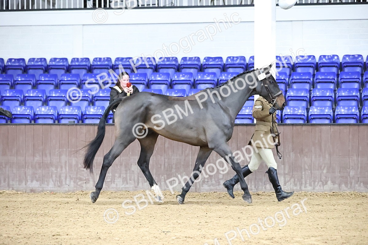 SBM_5213 - Class 39 - In Hand Gelding