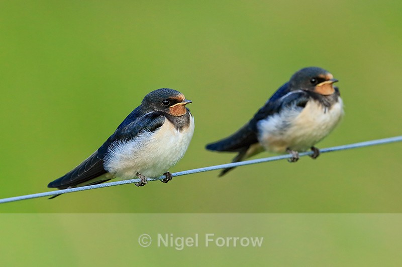 Juvenile Swallows on fence wire waiting to be fed, Scotland - Swallow