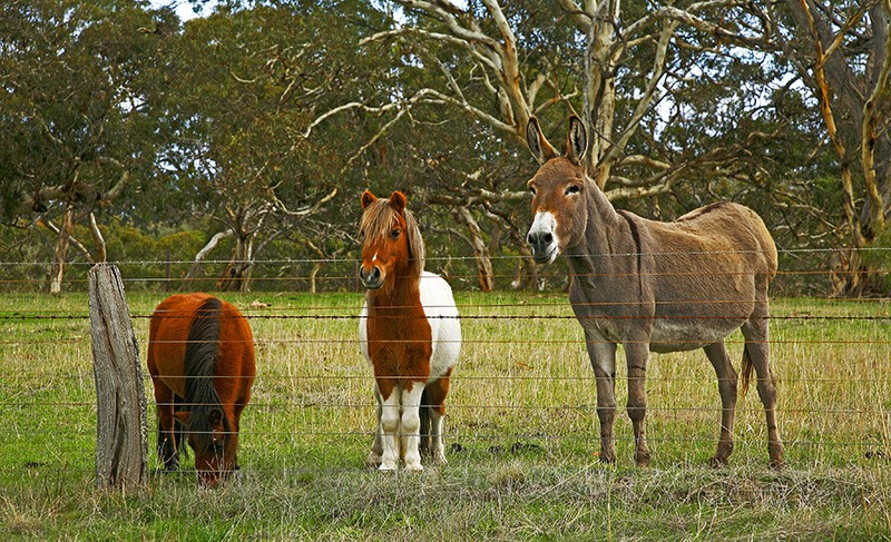 Huey, Louie and Donkey.