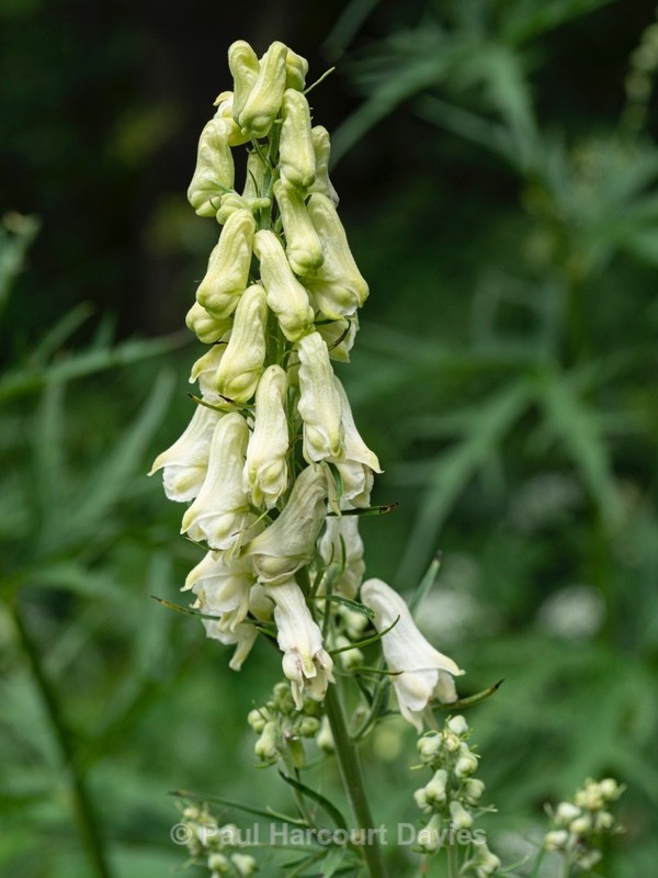 Wolf's-bane (Aconitum lycoctonum) - Wild Flowers 2020