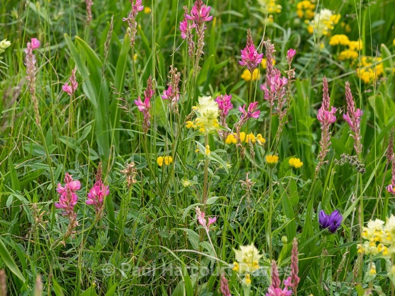 Alpine meadow with )  and  blue/purple meadow clary (Salvia pratensis and Yellow rattle (Rhinathus sp) - Flowers in the Landscape