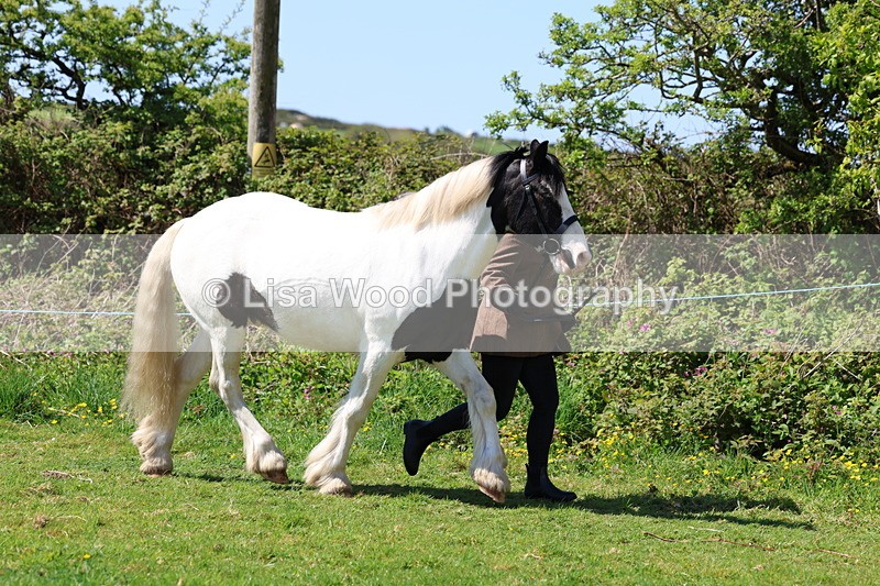 3E7A0254 - Class 19: Best Coloured in Hand