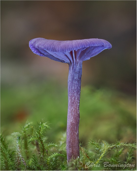 Amethyst Deceiver - Others