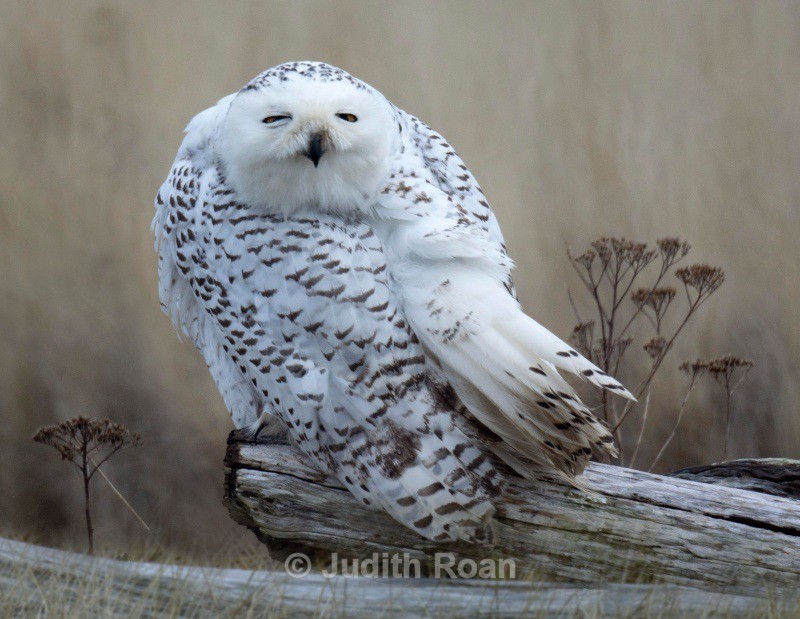 Snowy Owl - Backyard Birds of the Pacific Northwest