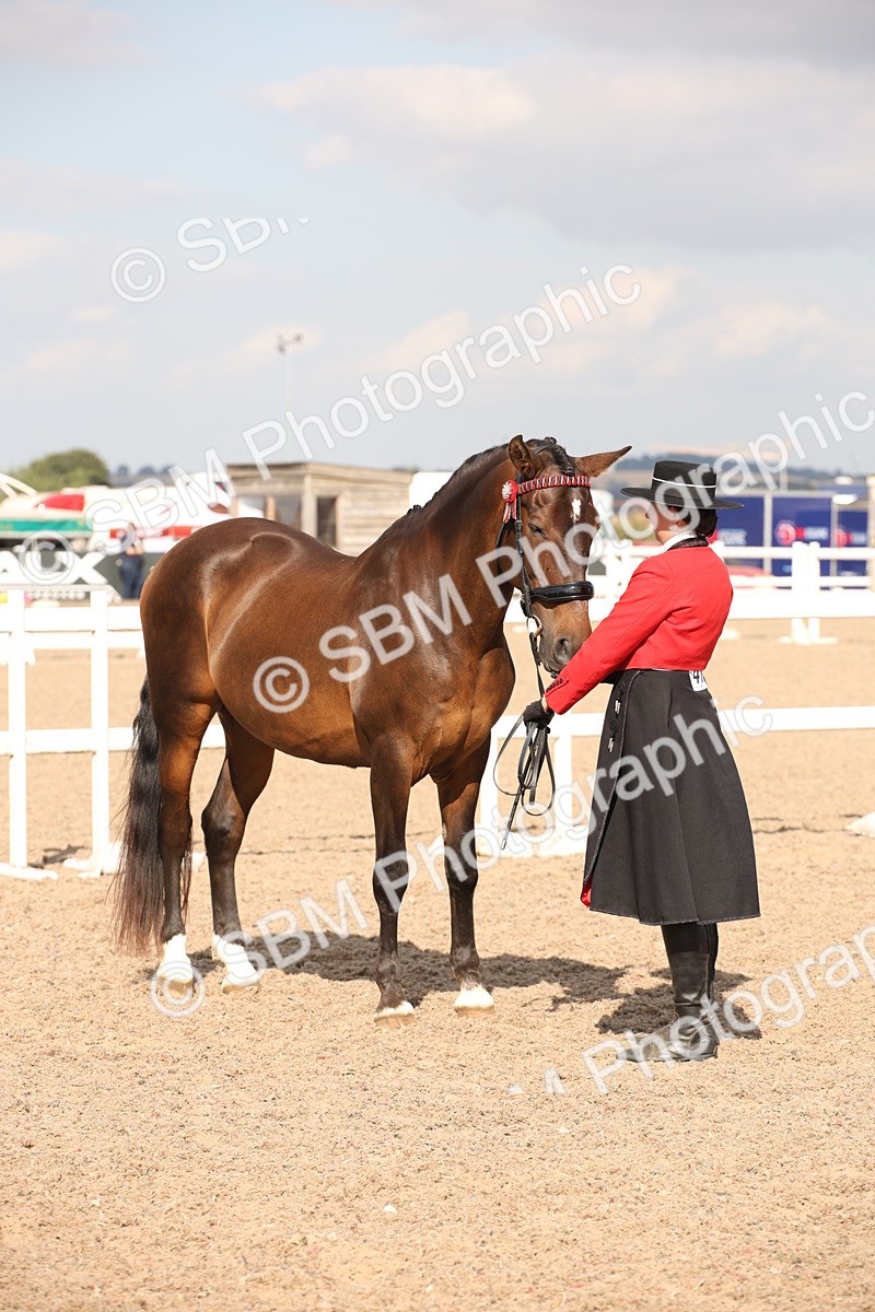 SBM_07426 - Class 26 IH Foreign Breeds -Part bred
