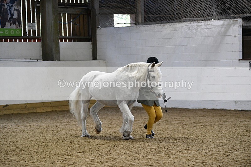 WJ5_4613 - Class 3 Part Bred In hand