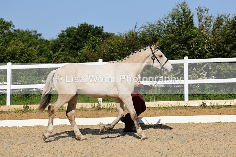 1X9A0746 - Class 4: Youngstock 1, 2, 3 year old to exceed 153cm